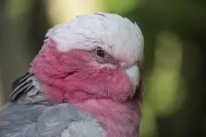 Galah