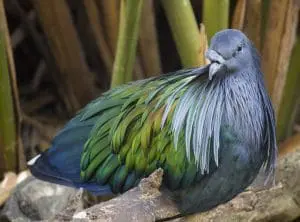 Nicobar pigeon