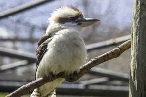Laughing kookaburra