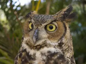 Great horned owl