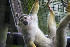 Common Squirrel Monkey