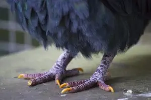 Nicobar pigeon