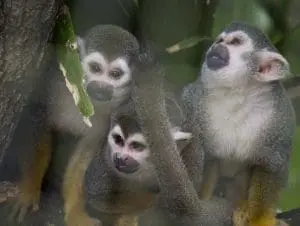 Common Squirrel Monkey