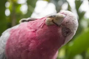 Galah