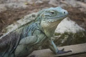 Blue iguana