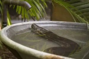 African rock python