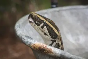 African rock python