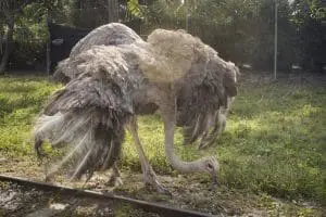 Ostrich