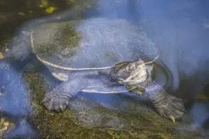 Krefft's River Turtle