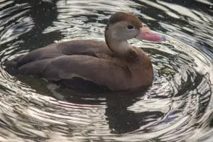 black-bellied whistling duck