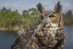 Great horned owl