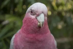 Galah