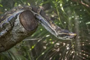 African rock python