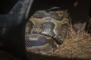 African rock python