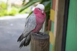 Galah