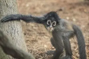Black-handed spider monkeys