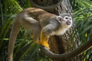 Common Squirrel Monkey