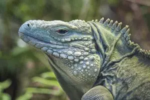 Blue iguana