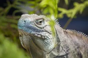 Blue iguana