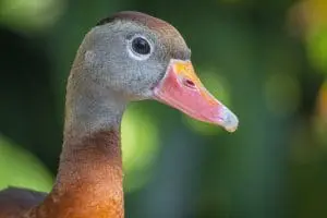 black-bellied whistling duck