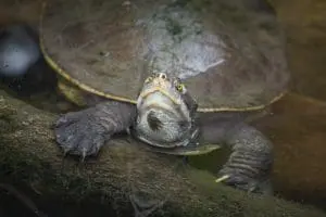 Krefft's River Turtle