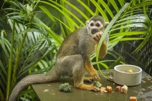 Common Squirrel Monkey
