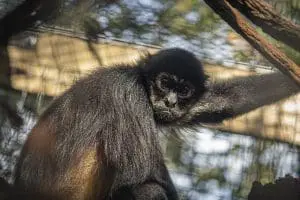 Black-handed spider monkeys