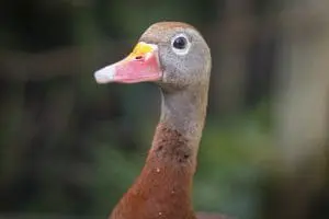 black-bellied whistling duck