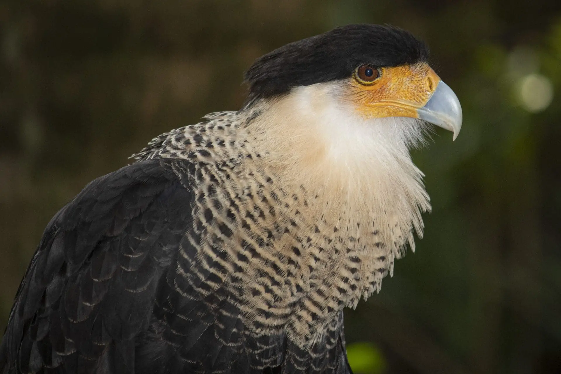 Crested caracara