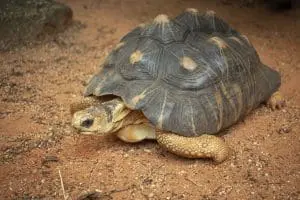 Radiated tortoise