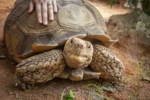 African spurred tortoise