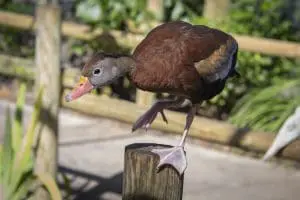 black-bellied whistling duck