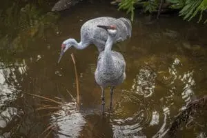 Florida sandhill crane