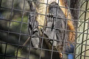 Black-handed spider monkeys