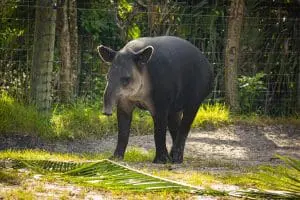 Baird's Tapir