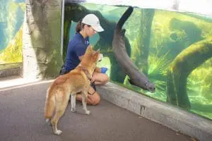Dingo