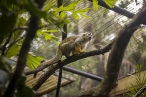Common Squirrel Monkey