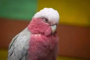 Galah