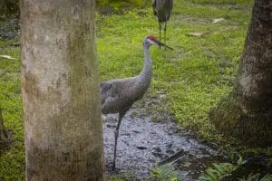 Florida sandhill crane