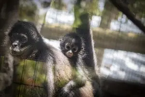 Black-handed spider monkeys