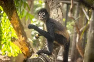 Black-handed spider monkeys