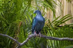 Nicobar pigeon
