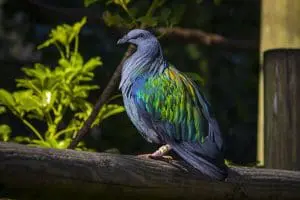 Nicobar pigeon