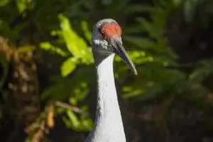 Florida sandhill crane