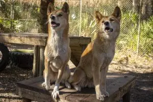 Dingo