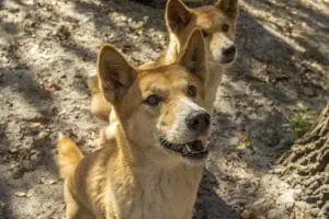 Dingo