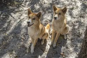 Dingo