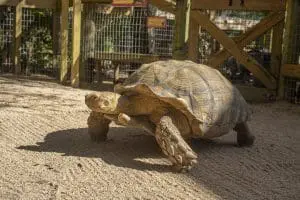 African spurred tortoise