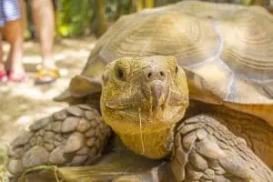 African spurred tortoise