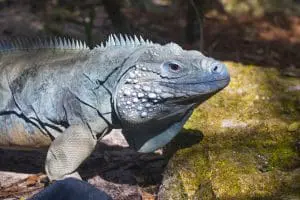 Blue iguana